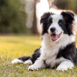 Comment assurer le bien-être de son chien ?